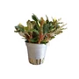 Kép 1/3 - Bucephalandra blue green - kosaras