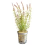Kép 1/2 - Rotala wallichi kosaras