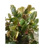 Kép 3/3 - Bucephalandra blue green - kosaras