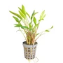 Kép 1/3 - Cryptocoryne Lutea