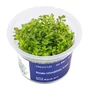 Kép 1/3 - Aqua art - Rotala rotundifolia green - steril, zselés