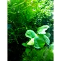 Kép 2/3 - Anubias barteri coin leaf