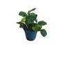 Kép 1/3 - Anubias barteri coin leaf