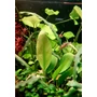 Kép 2/3 - Anubias barteri var. Congoensis