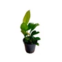 Kép 1/3 - Anubias barteri var. Congoensis