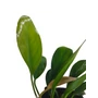 Kép 3/3 - Anubias barteri var. Congoensis