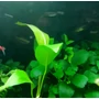 Kép 2/3 - Anubias gilletii