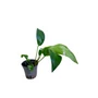 Kép 1/3 - Anubias gilletii