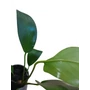 Kép 3/3 - Anubias gilletii
