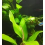 Kép 2/3 - Anubias barteri var. Glabra