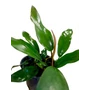 Kép 3/3 - Anubias barteri var. Glabra