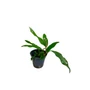 Kép 1/3 - Anubias barteri var. Glabra