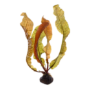 Kép 1/3 - Tropica Aponogeton boivinianus bulbs