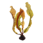 Kép 1/3 - Tropica Aponogeton boivinianus bulbs