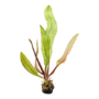 Kép 1/3 - Tropica Aponogeton madagascariensis bulbs