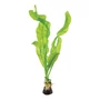 Kép 1/3 - Tropica Aponogeton ulvaceus bulbs