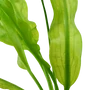Kép 3/3 - Tropica Aponogeton ulvaceus bulbs