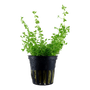 Kép 1/3 - Tropica Micranthemum glomeratum (Hemianthus micranthemoides)  kosaras