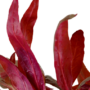 Kép 3/4 - Tropica Alternanthera reineckii 'Pink' XL kosaras