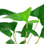 Kép 3/3 - Tropica Anubias gracilis kosaras