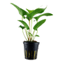 Kép 1/3 - Tropica Anubias gracilis kosaras
