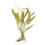 Kép 2/3 - Tropica Aponogeton crispus kosaras