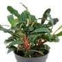 Kép 2/3 - Tropica Bucephalandra sp. 'Red' kosaras