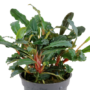 Kép 2/3 - Tropica Bucephalandra sp. 'Red' kosaras