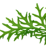 Kép 3/3 - Tropica Ceratopteris thalictroides kosaras
