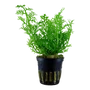 Kép 1/3 - Tropica Ceratopteris thalictroides kosaras