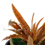 Kép 3/3 - Tropica Cryptocoryne albida 'Brown' kosaras