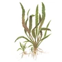 Kép 2/3 - Tropica Cryptocoryne albida 'Brown' kosaras