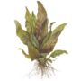 Kép 2/3 - Tropica Cryptocoryne undulata 'Broad Leaves' kosaras