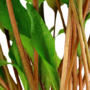 Kép 3/3 - Tropica Cryptocoryne undulata 'Broad Leaves' kosaras
