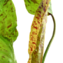 Kép 3/3 - Tropica Echinodorus 'Ozelot Green' kosaras