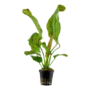 Kép 1/3 - Tropica Echinodorus 'Ozelot Green' kosaras