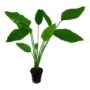 Kép 1/2 - Tropica Echinodorus palaefolius kosaras