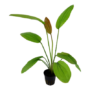 Kép 3/3 - Tropica Echinodorus 'Rosé' kosaras
