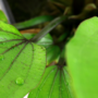 Kép 2/3 - Tropica Echinodorus 'Rosé' XL kosaras
