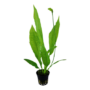 Kép 3/3 - Tropica Echinodorus 'Bleherae' kosaras