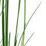Kép 3/3 - Tropica Eleocharis montevidensis kosaras