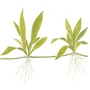 Kép 2/3 - Tropica Helanthium 'Quadricostatus' kosaras