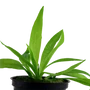 Kép 3/3 - Tropica Helanthium 'Quadricostatus' kosaras
