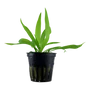 Kép 1/3 - Tropica Helanthium 'Quadricostatus' kosaras