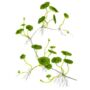 Kép 2/3 - Tropica Hydrocotyle verticillata kosaras