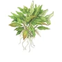 Kép 2/3 - Tropica Hygrophila 'Compact' kosaras