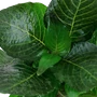 Kép 3/3 - Tropica Hygrophila 'Compact' kosaras