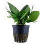 Kép 1/3 - Tropica Hygrophila 'Compact' kosaras