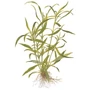 Kép 2/3 - Tropica Hygrophila costata kosaras