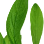 Kép 3/3 - Tropica Hygrophila costata kosaras
